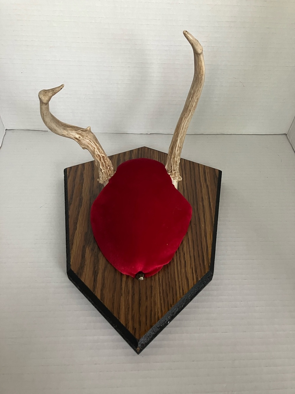 Unique Wyoming Deer Antler Wall Mount with Red Velvet Accent 11x8x9 Inches